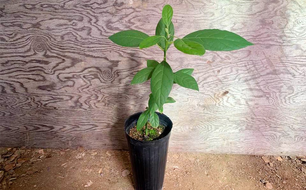 【数量限定】アボカド 苗木 Bタイプ