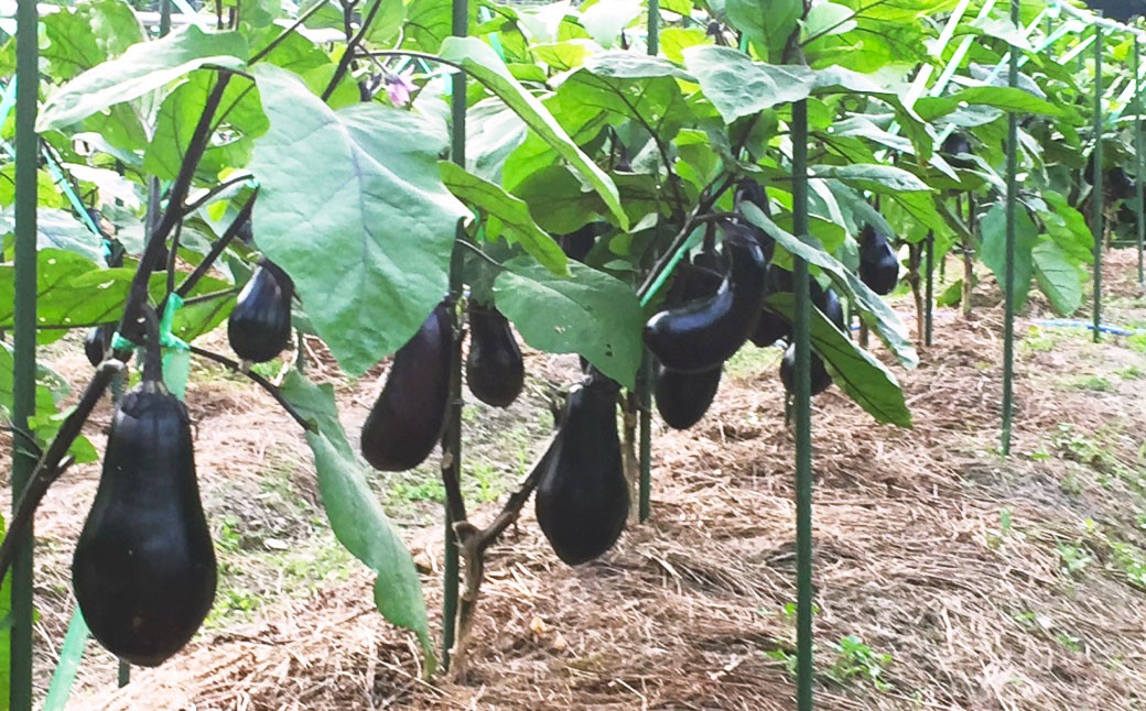 美咲町産 なす カッシーファームのみさきなす 1個 約1kg