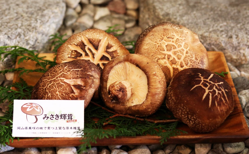 美咲町産 しいたけカッシーファームのみさき輝茸(みさきてるたけ) 3～5個合計約500g