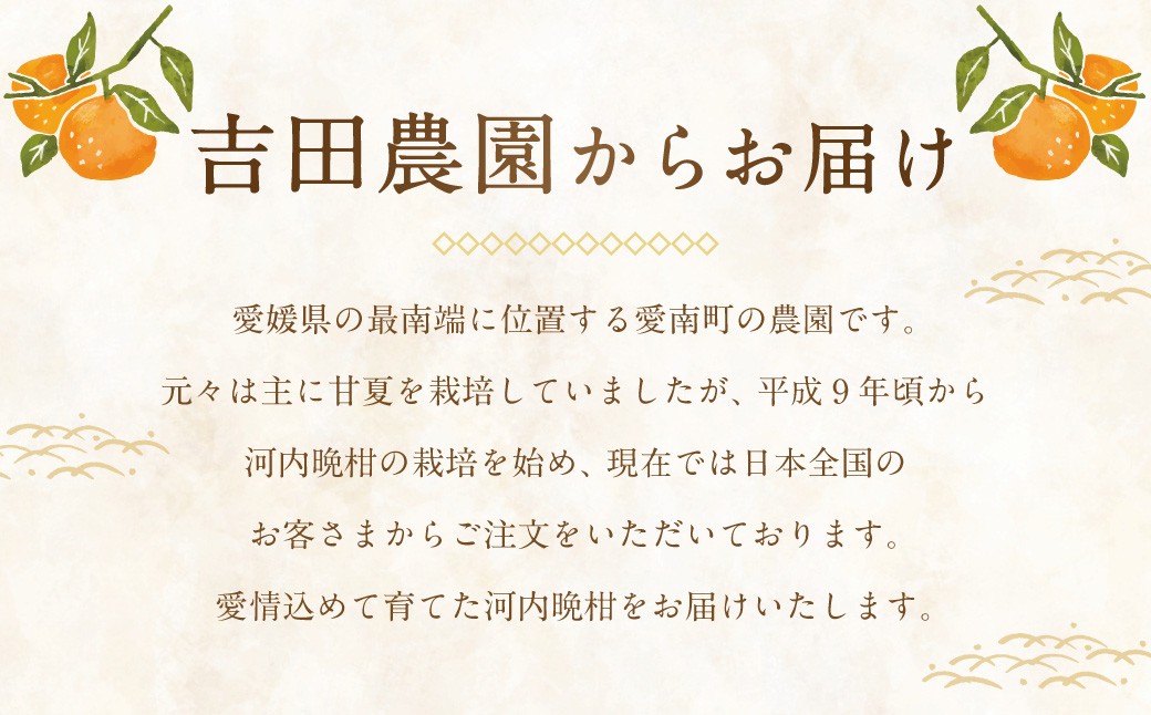 贈答用 河内晩柑 10kg