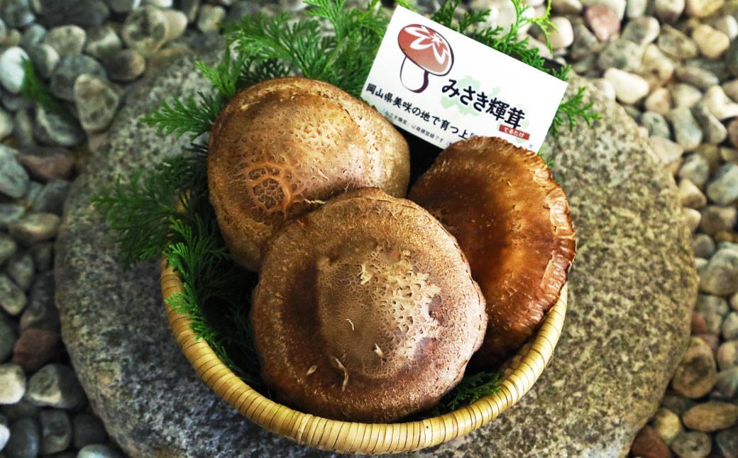 美咲町産 しいたけカッシーファームのみさき輝茸(みさきてるたけ) 3～5個合計約500g