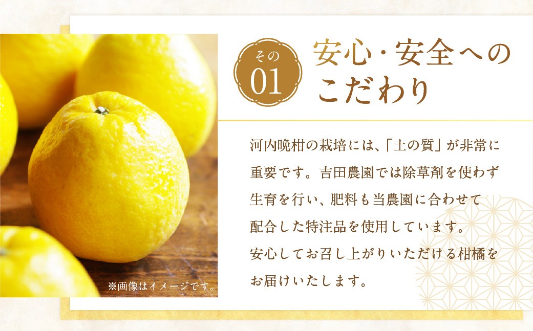 贈答用 河内晩柑 10kg