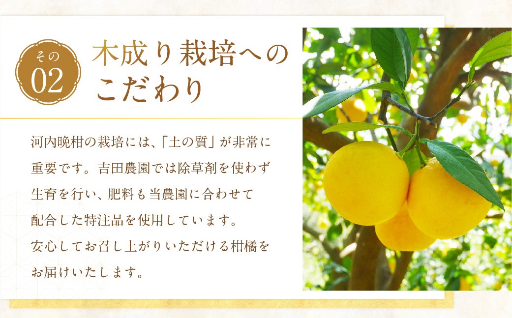贈答用 河内晩柑 10kg