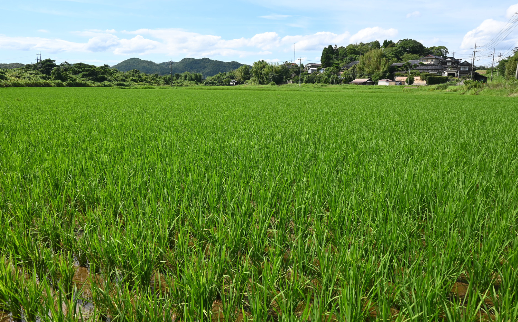玄米 【先行予約／令和8年産新米】 ヒノヒカリ 5kg 玄米 げんまい ゲンマイ げん米 ゲン米 玄まい 玄マイ ヒノヒカリ