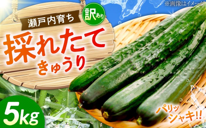 野菜 やさい きゅうり 胡瓜 キュウリ 新鮮 冷蔵 大容量 旬 詰め合わせ