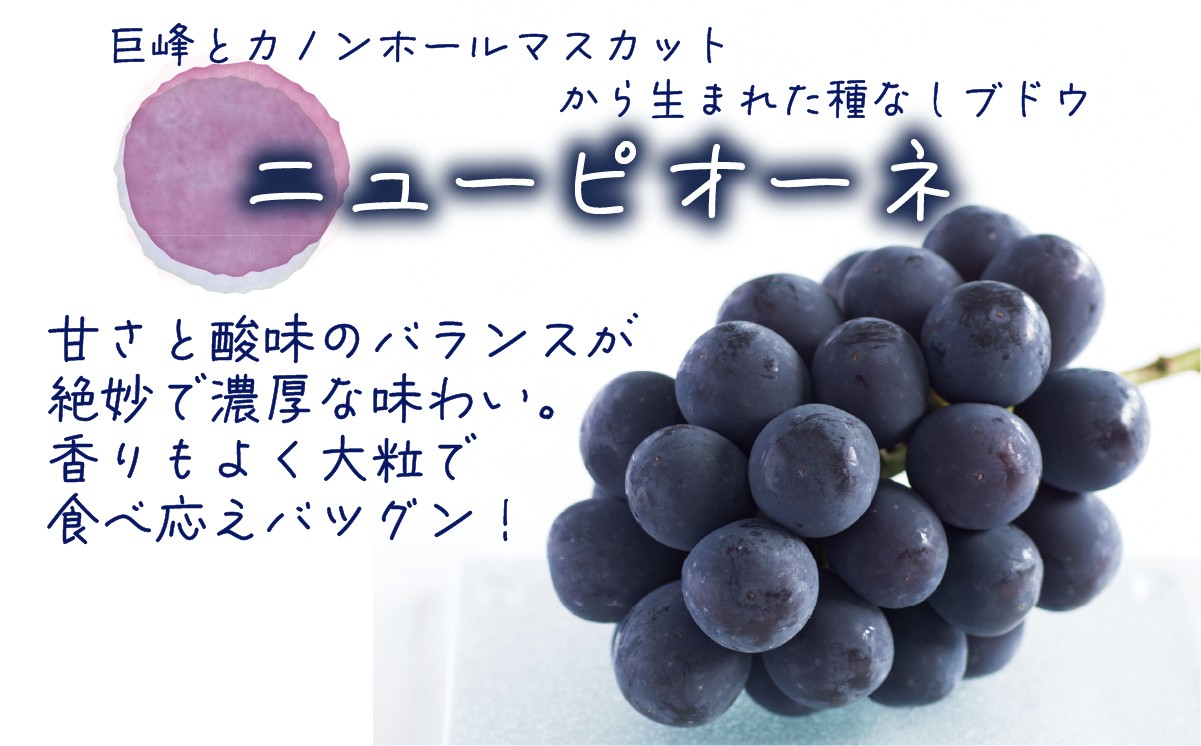 甘さと酸味のバランス◎！香りよく大粒！岡山県真庭市ニューピオーネ