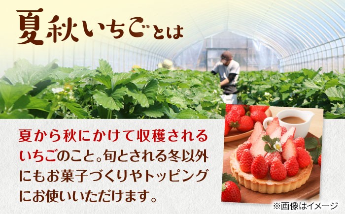 北海道からお届け！夏秋いちご　すずあかね