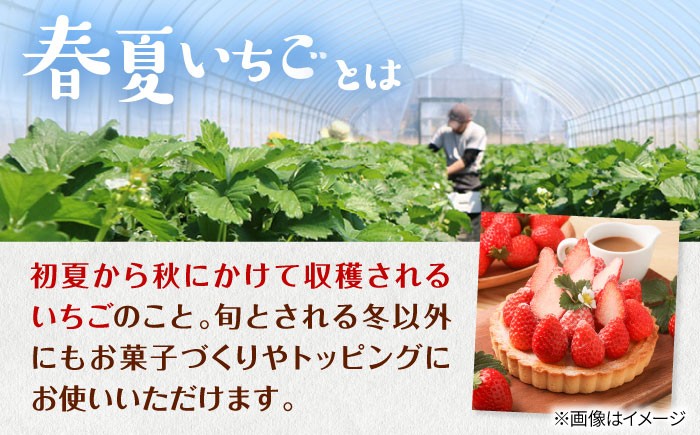 北海道品種の春夏イチゴをお届け！