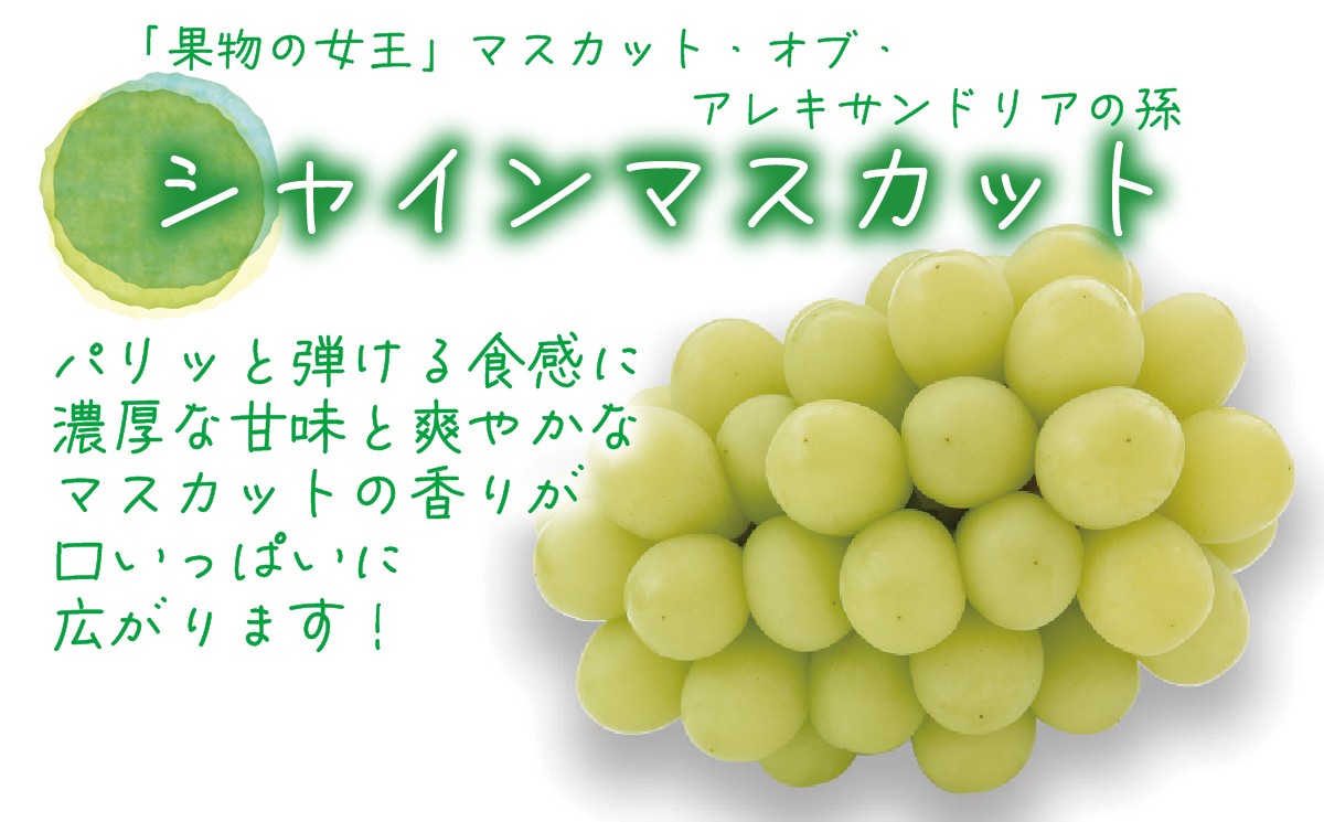 パリッと弾ける食感！口いっぱいに広がる爽やかな香り！岡山県真庭市産シャインマスカット
