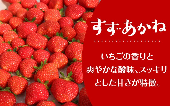 北海道からお届け！夏秋いちご　すずあかね