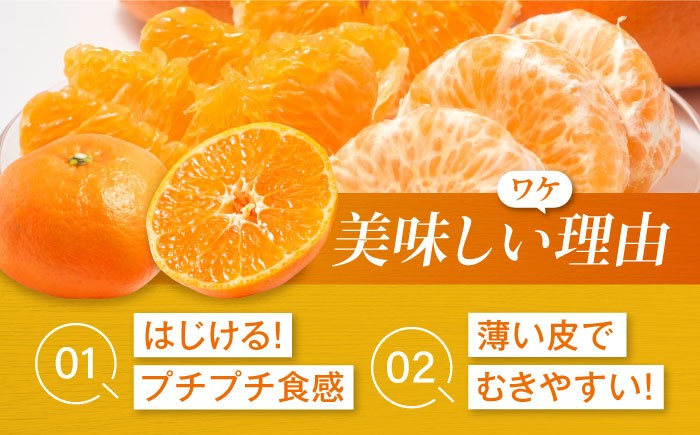 柑橘 みかん 甘平 かんぺい カンペイ オレンジ フルーツ ミカン 果物  愛媛みかん ザート おやつ ワケあり