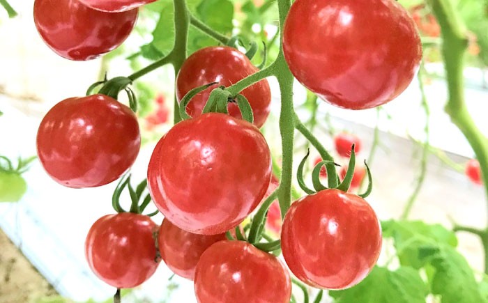 トマトジュース とまとじゅーす ちぇりーとまと 新鮮 採れたて 野菜 野菜ジュース 5本入 国産 飲料 飲み物