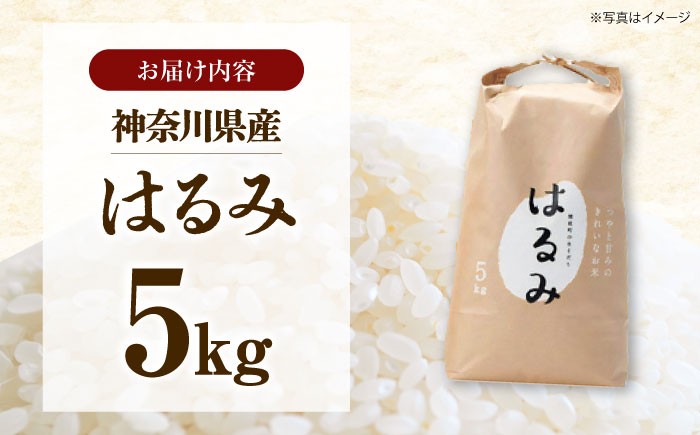 令和7年産 はるみ米 5kg 5kg×1袋 神奈川県産 令和7年度産 米 おこめ お米 白米 こめ ライス rice kome