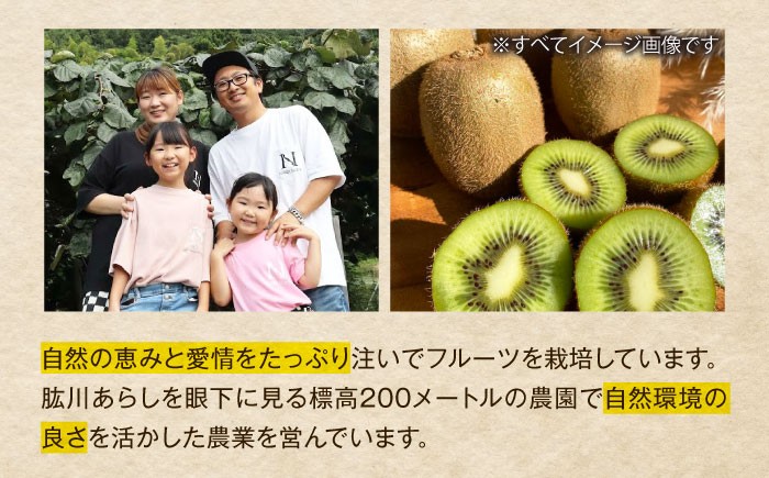 訳アリ 訳あり 家庭用 キウイ キウイフルーツ グリーンキウイ  キュウイ ふるさと納税 ヘイワード 果物  ギフト フルーツ