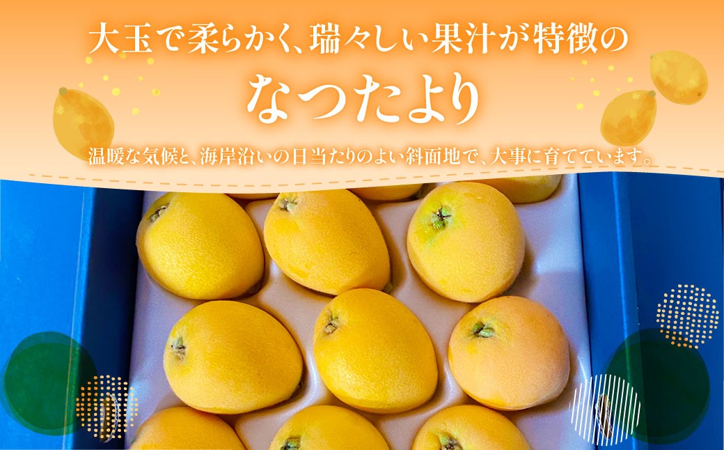 枇杷「なつたより」1kg ／ 果物 くだもの フルーツ ビワ びわ 長崎県 長崎市