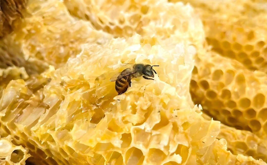 ニホンミツバチ