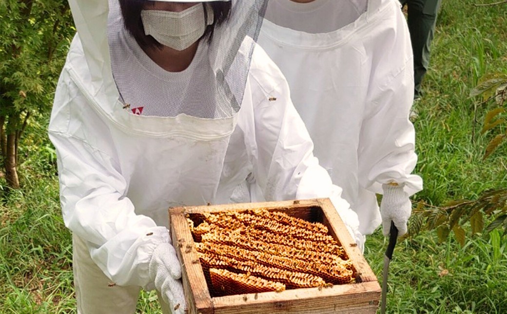 ニホンミツバチの蜂蜜を採蜜する高校生