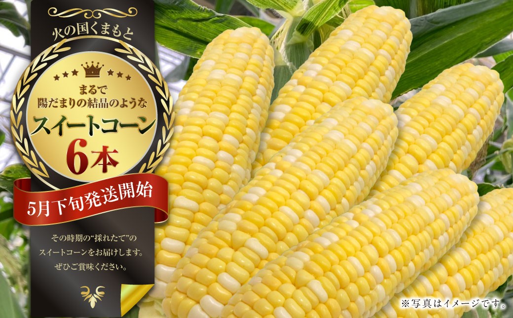 【2026年5月下旬発送開始】まるで陽だまりの結晶のようなスイートコーン6本（熊本県産）