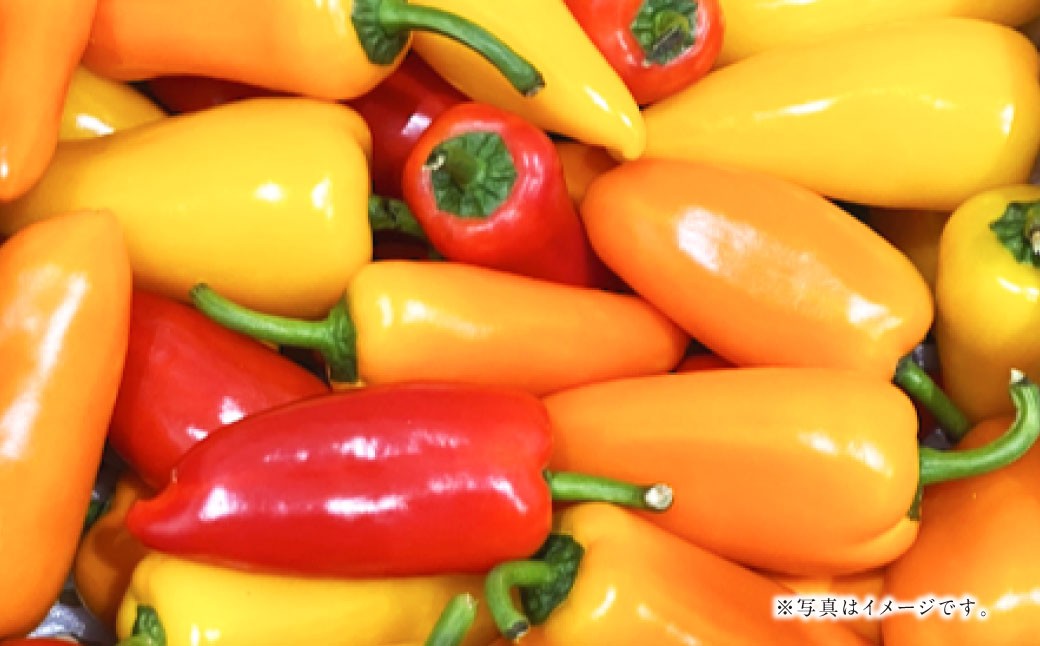 【2026年1月下旬発送開始】まるでおやつのようなスナックパプリカ1kg（熊本県産）