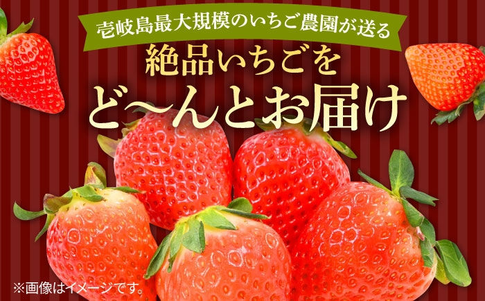  まとめ買い 人気 ギフト 食材 いちご イチゴ 苺  食べ比べ 果物 フルーツ