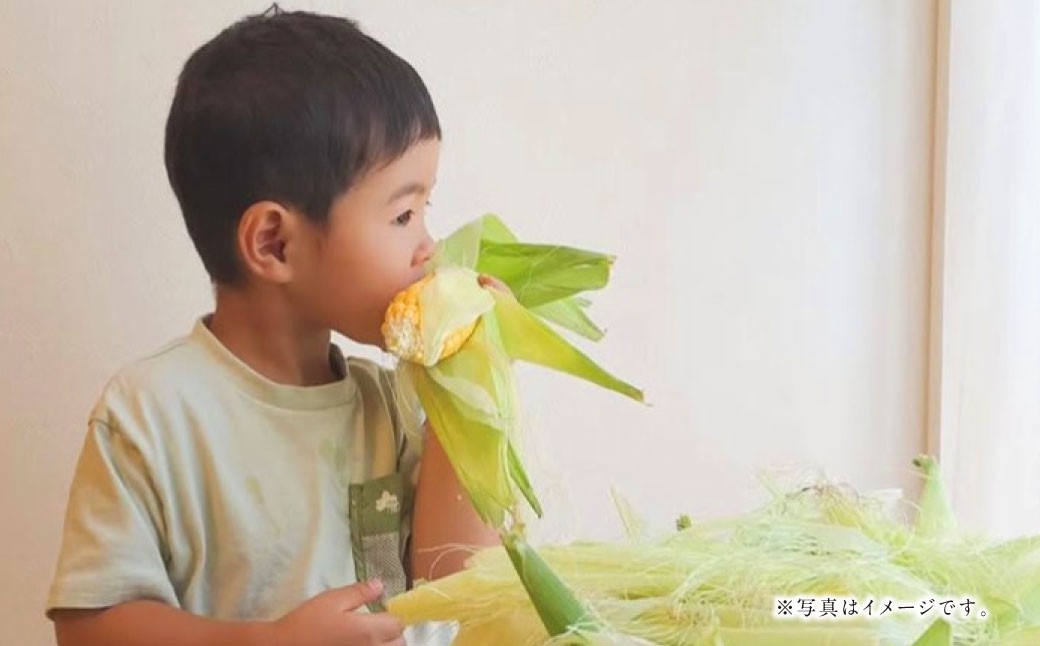 【2026年5月下旬発送開始】まるで陽だまりの結晶のようなスイートコーン6本（熊本県産）