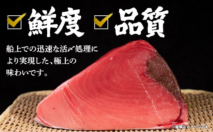 本マグロ切り落し 240g～400g 1個80g 小分け 冷凍 津軽海峡産 本まぐろ 新鮮 刺身 北海道 松前町 ふるさと納税