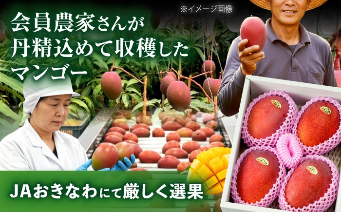 【 2026年発送 先行予約 】訳あり 完熟マンゴー 約2kg (4〜6玉入) マンゴー 2026 訳あり 沖縄 マンゴー 