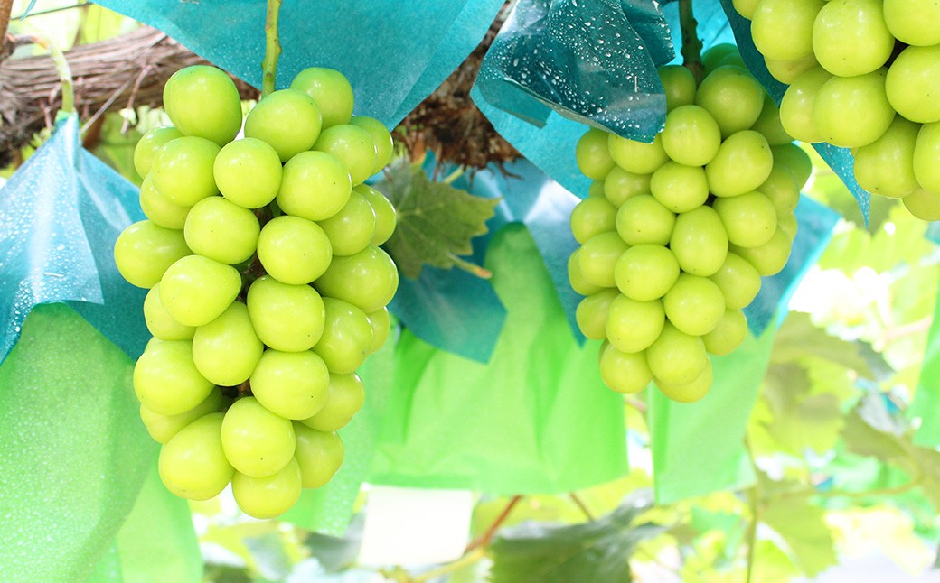 シャインマスカット 1房 約700g