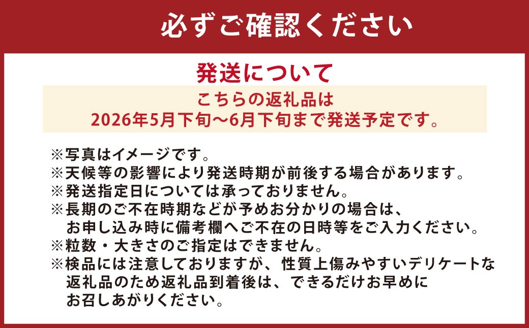 【2026年5月下旬発送開始】まるで陽だまりの結晶のようなスイートコーン6本（熊本県産）