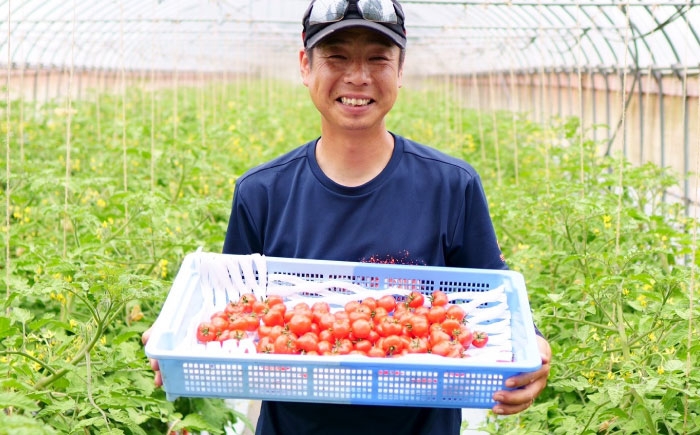 トマト トマトジュース チェリートマト 新鮮 採れたて 野菜 野菜ジュース 夏野菜  人気 おすすめ　とまと tomato