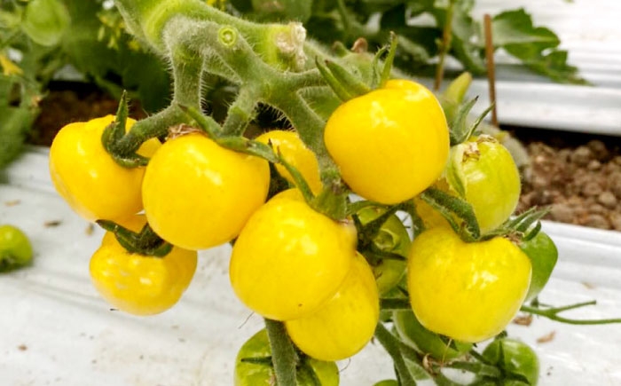 トマト トマトジュース チェリートマト 新鮮 採れたて 野菜 野菜ジュース 夏野菜  人気 おすすめ　とまと tomato