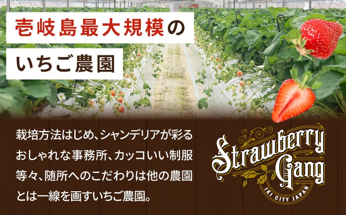  まとめ買い 人気 ギフト 食材 いちご イチゴ 苺  食べ比べ 果物 フルーツ