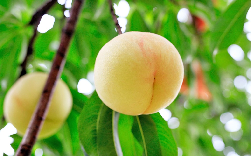 ご家庭用 岡山白桃 4~5玉 計約1.2kg 