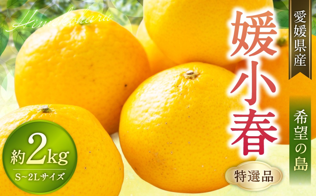 【希望の島】 媛小春 特選品 2kg