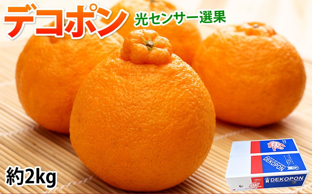 デコポン I12光センサー選果 約2kg