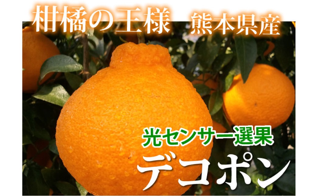 デコポン I12光センサー選果 約2kg