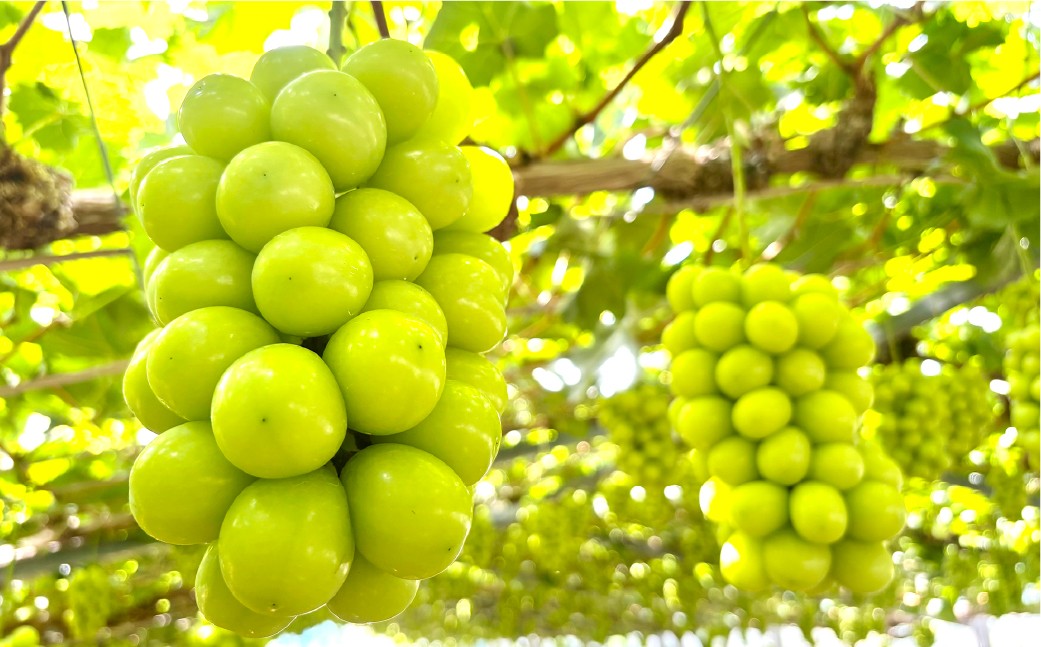 【訳あり】家庭用シャインマスカット 800g以上（1房）