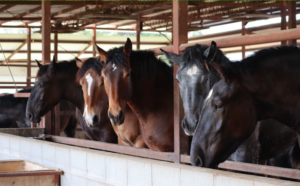 宮村牧場朝日ミート 熊本県産馬刺し赤身 約300g（約100g×3）専用醤油付き（80ml×1）