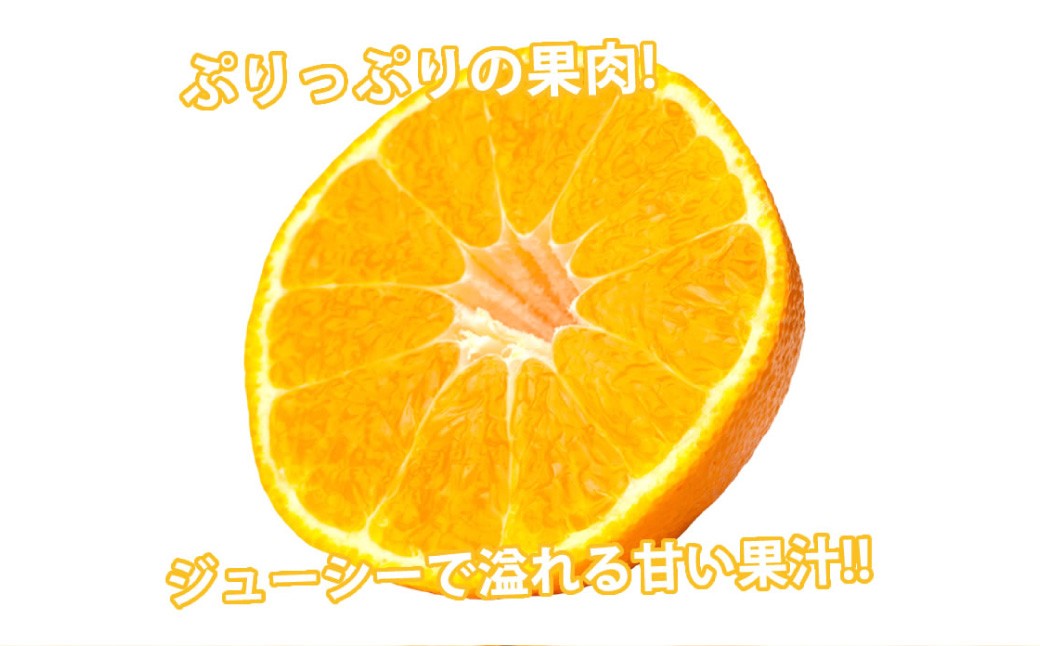 デコポン I12光センサー選果 約2kg