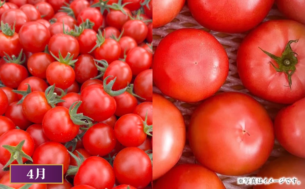 【2026年1月下旬発送開始】【年6回定期便】火の国くまもとの魅力たっぷり！Vegettimo厳選、特別定期便