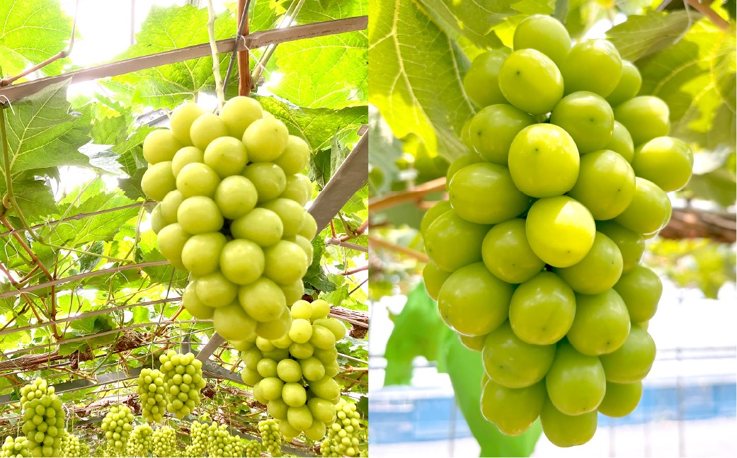 【訳あり】家庭用シャインマスカット摘み落とし 1.5kg以上