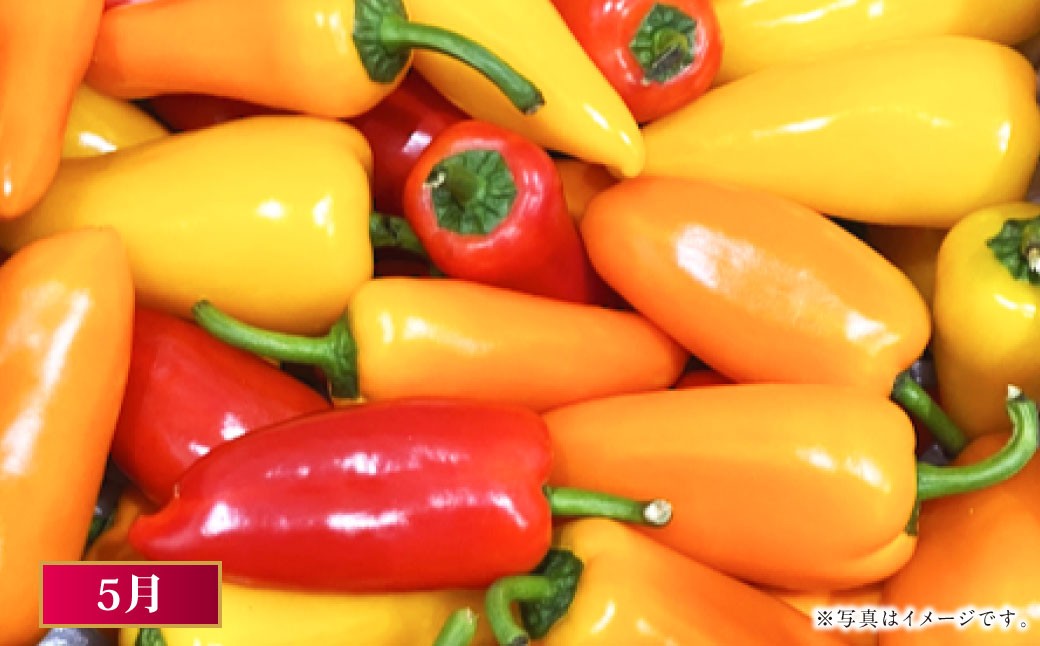 【2026年1月下旬発送開始】【年6回定期便】火の国くまもとの魅力たっぷり！Vegettimo厳選、特別定期便