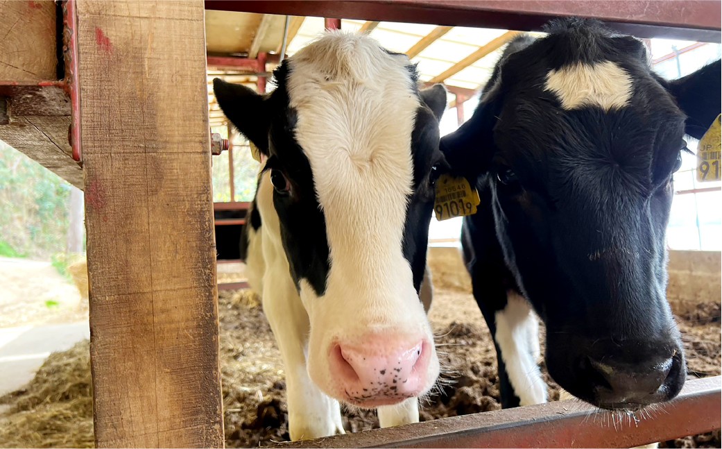 倉敷唯一の牧場直営のアイス