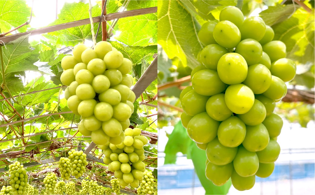 【訳あり】家庭用シャインマスカット 500g以上2房入り 1kg以上