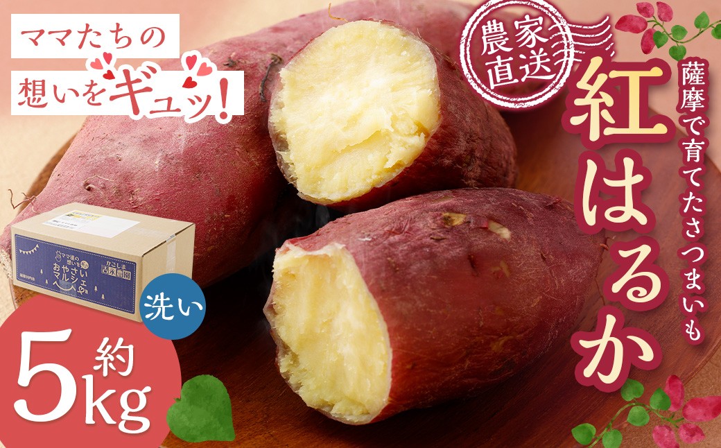 【農家直送】薩摩で育てたさつまいも（紅はるか）洗い5ｋｇ中サイズ			