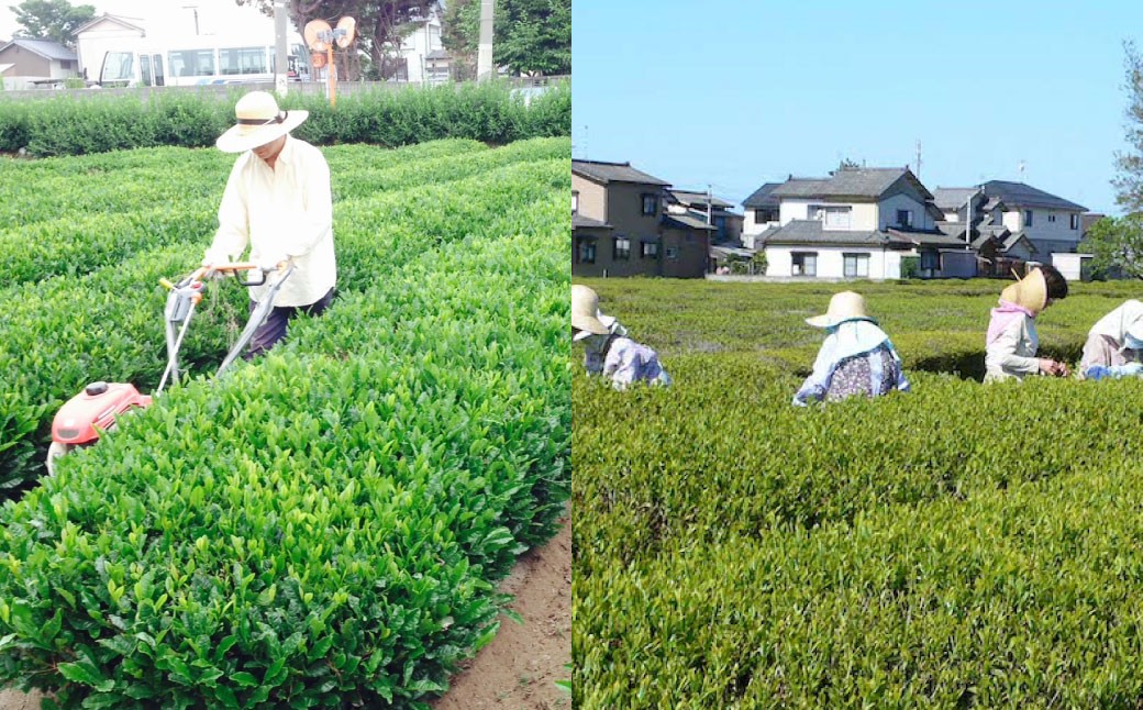 村上 銘茶 詰め合せ A 2種 各90g×2本