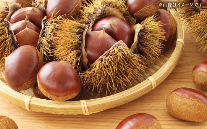 栗きんとん 12個入り(6個×2箱）栗 くり くりきんとん 和菓子 栗きんとん スイーツ 秋 銘菓 贈答 ご当地 岐阜 白川