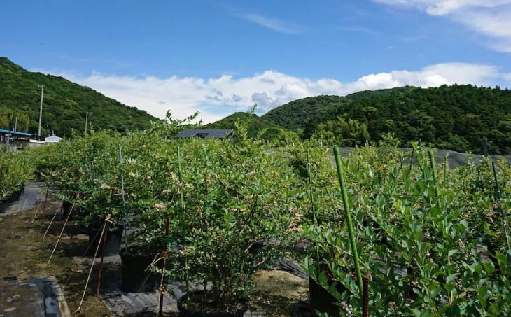 【生食に最適／冷凍】淡路島　馬回集落の大粒ブルーベリー  500g