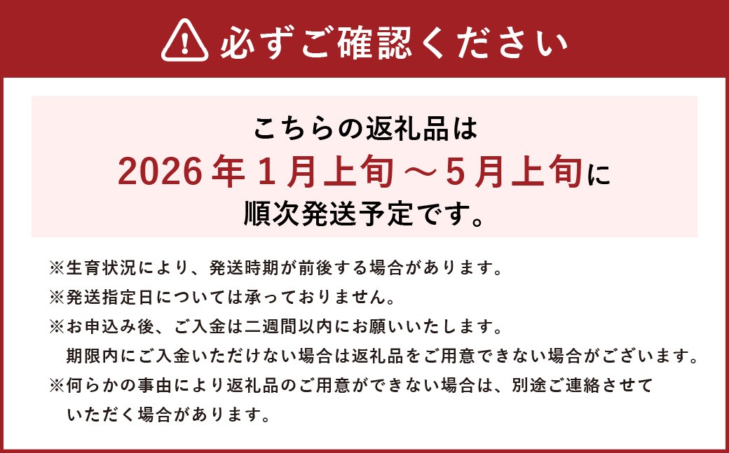 【令和7年産】 新米・精米 きぬむすめ2㎏&いちご詰合せ（約280g×2パック）