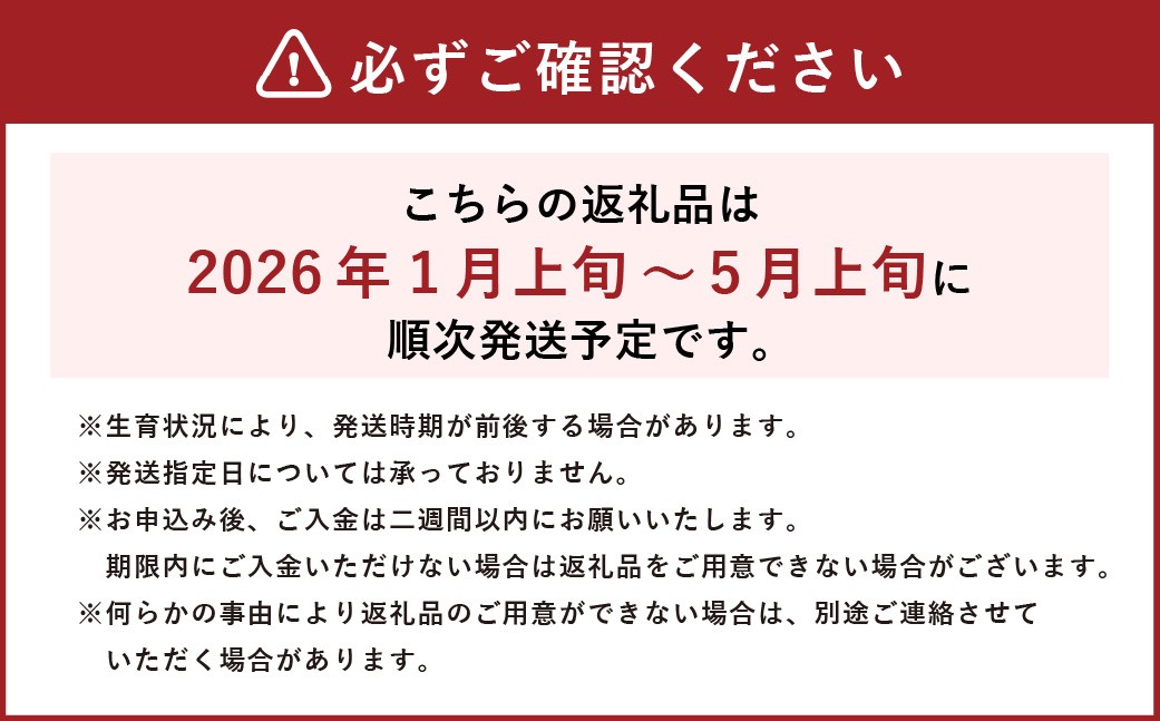 【令和7年産】 新米・精米 きぬむすめ5㎏&いちご詰合せ（約280g×4パック）